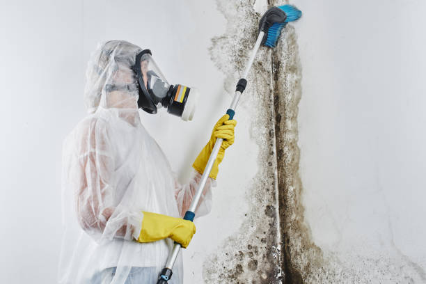 Best Attic Mold Remediation in Babson Park, FL